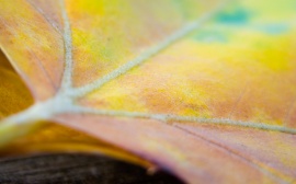 Multicolor leaf Обои