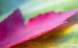 Pink leaf Wallpaper