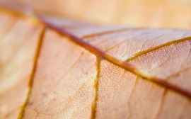 Brown leaf Wallpaper