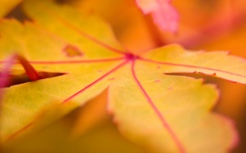 Autumn leaf Обои