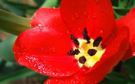 Scarlet tulip Обои