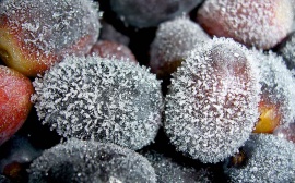 Frozen grapes Wallpaper