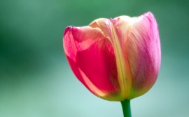 Pink tulip Обои