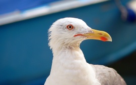 Seagull in Venice Обои