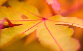 Yellow Leaf Wallpaper