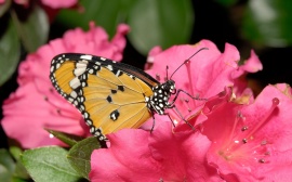 Butterfly Pink Flower Wallpaper