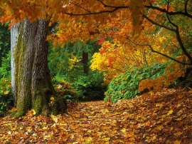 Autumn Forest Обои