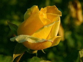 Rose Of Gelosy Обои