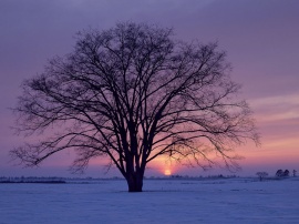 Winter Обои