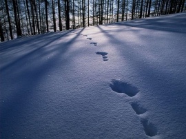 Snow Traces Wallpaper