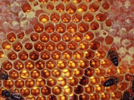 Honeycomb Wallpaper