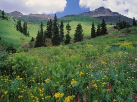 Alpine Meadow Обои