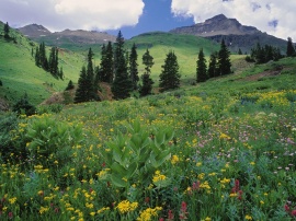 Alpine Meadow Wallpaper