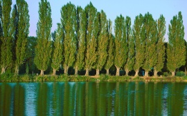 Poplars Wallpaper