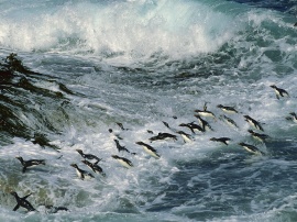 Many Penguins Wallpaper