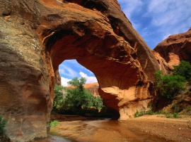 Coyote Natural Bridge Wallpaper