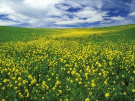 Field of Mustard Обои