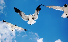 Seagulls Attack Wallpaper