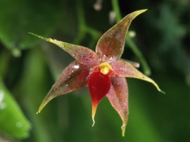 Epiphytic Orchid Обои