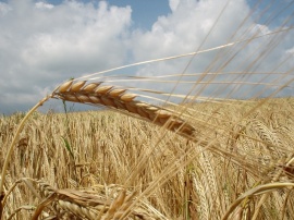 German grain field Wallpaper