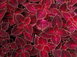 Red Nettles Wallpaper