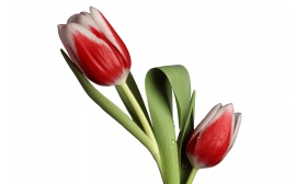 Tulip Model Обои
