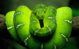 Tree Snake Обои