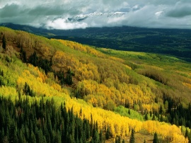 Yellow Forest Wallpaper