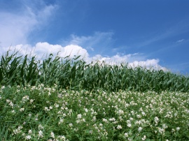 Maize Border Wallpaper