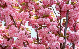 Pink Bloom Обои