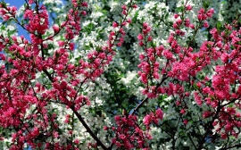Spring in Flower Обои