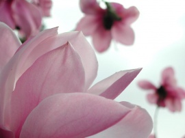 Magnolia Flower Wallpaper