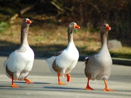 Afternoon Waddle Обои