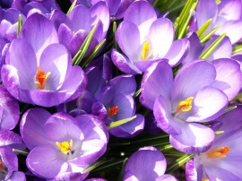 More Crocuses Wallpaper