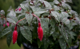 Fusia after Rain Wallpaper