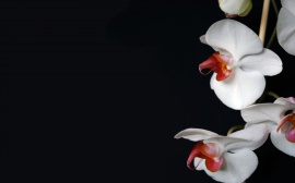 White Orchid Wallpaper