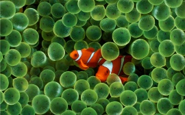 Clown Fish Wallpaper