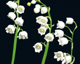 Lily of the valley Обои