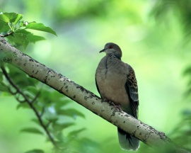 Turtle Dove Wallpaper