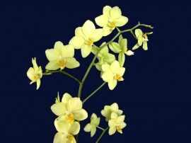 Orchideas Обои