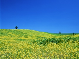 Yellow Fields Wallpaper