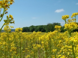 Field Of Happines Wallpaper