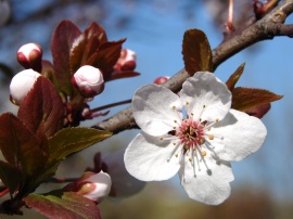 Plum Blossoms Wallpaper