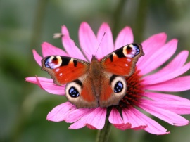 Peacock Butterfly Wallpaper