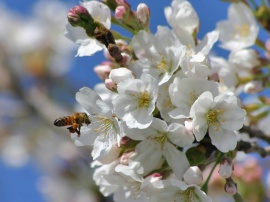 Springtime Blossoms Wallpaper