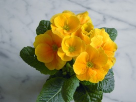 Primroses Wallpaper