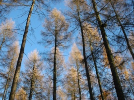 Larches Wallpaper