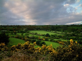 Gorse Wallpaper