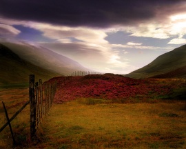 Scottish Heather Wallpaper