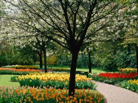 Tulips Park Wallpaper